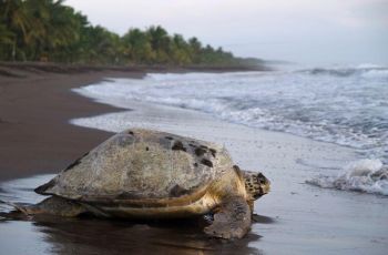 EXPLORATION EN FAMILLE DU COSTA RICA : À la Conquête de Nouveaux Horizons